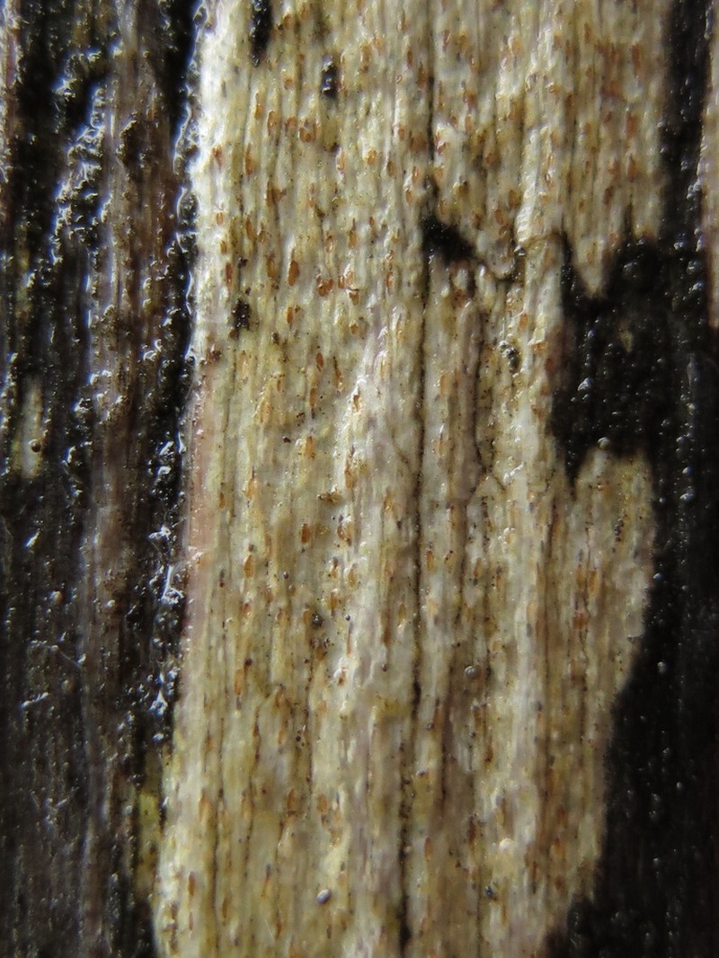 Xylographa Lichen photo 2