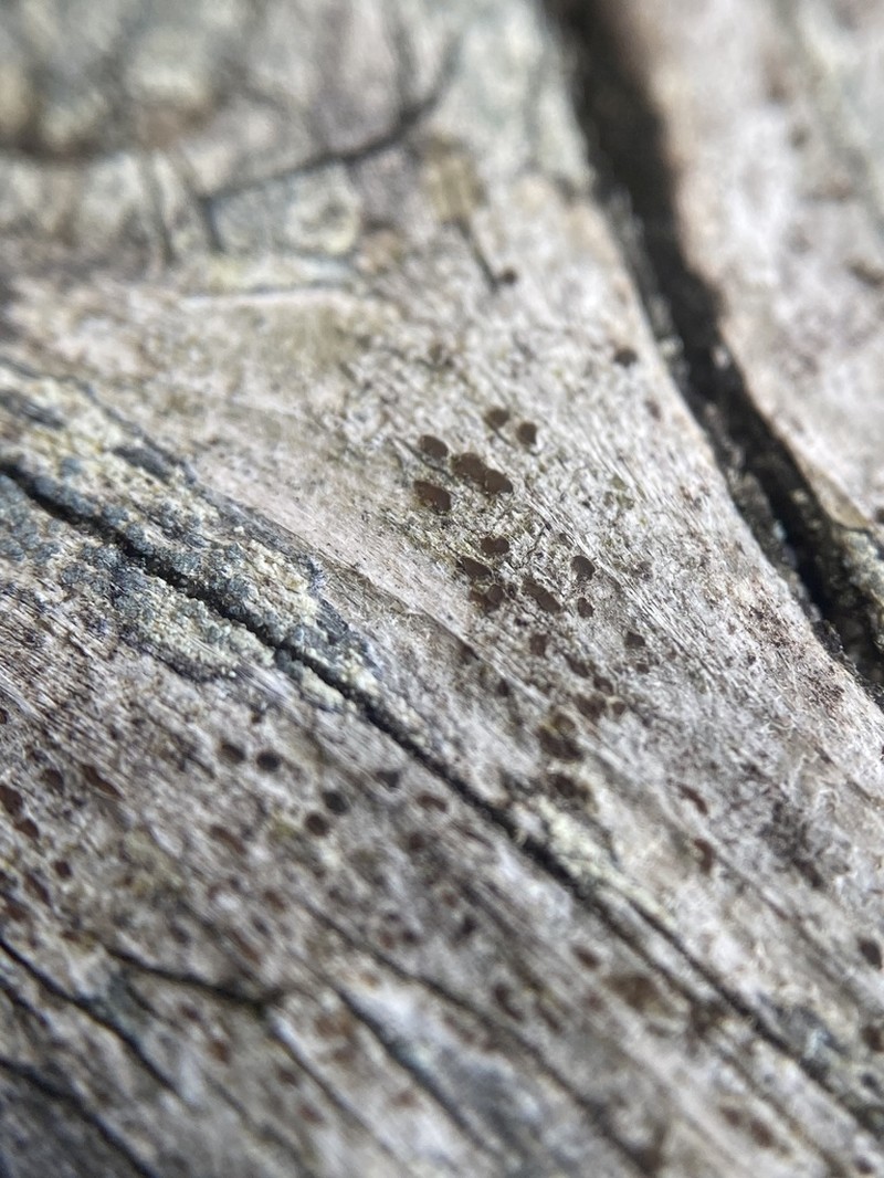 Xylographa Lichen photo 3