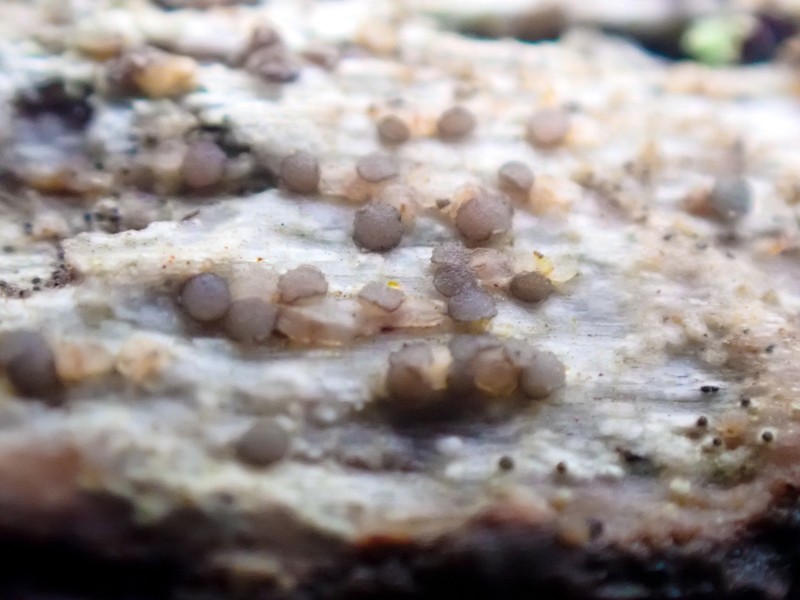 Xylographa Lichen photo 4