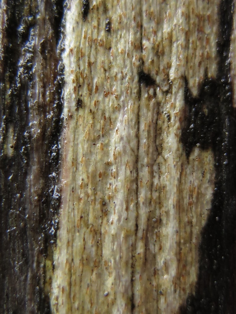 Xylographa Lichen photo 6