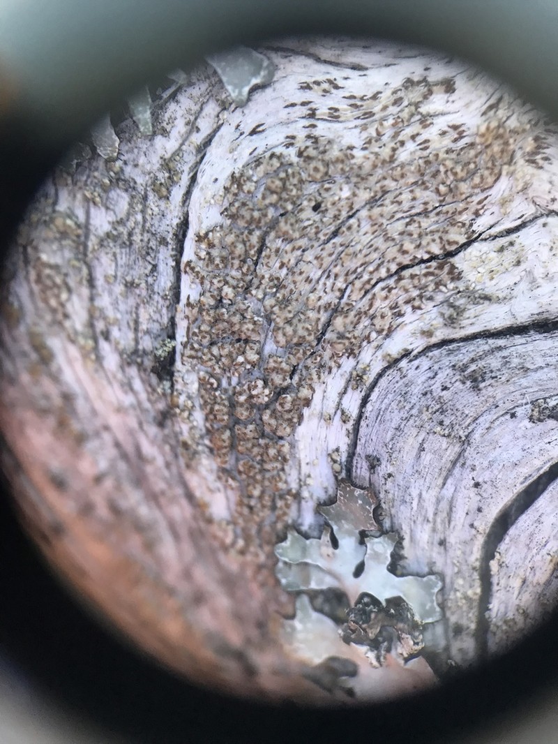 Xylographa Lichen