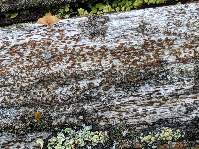 Xylographa Lichen photo 2