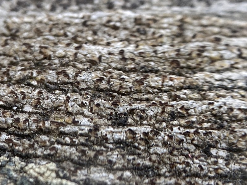 Xylographa Lichen photo 3