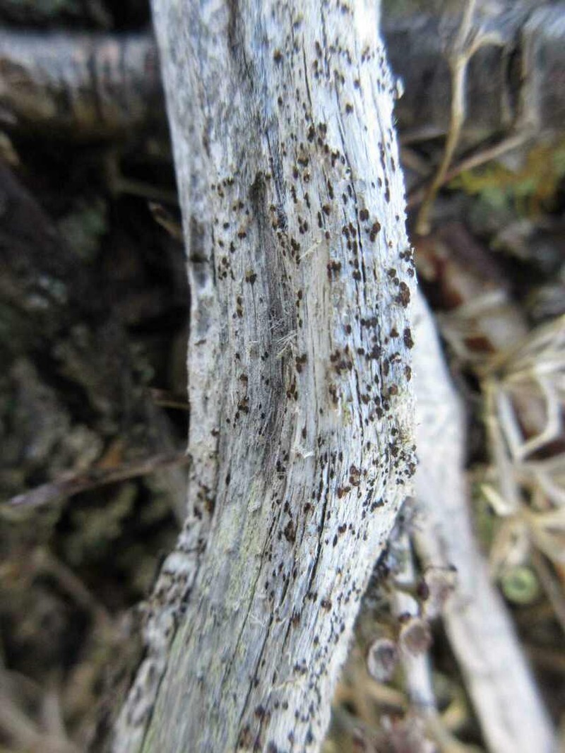 Xylographa Lichen photo 4