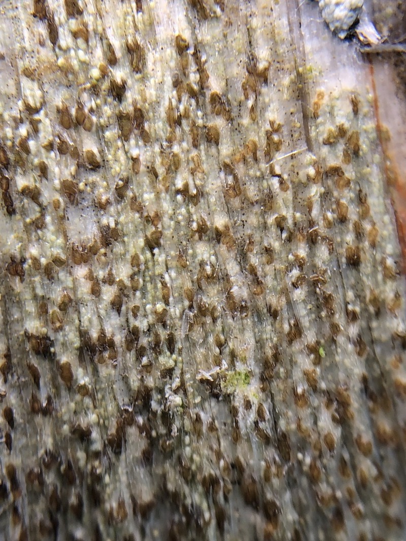 Xylographa Lichen photo 5