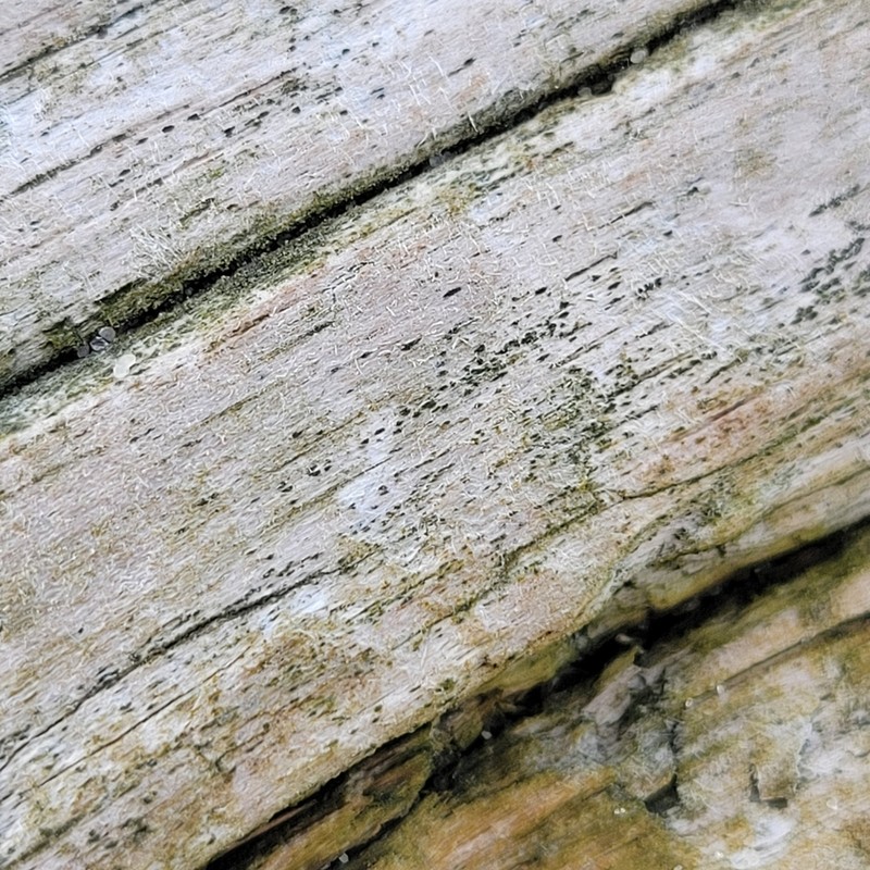 Xylographa Lichen photo 6