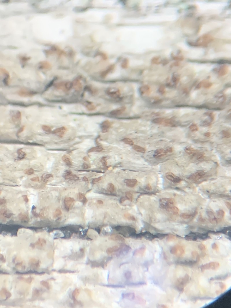 Xylographa Lichen photo 7