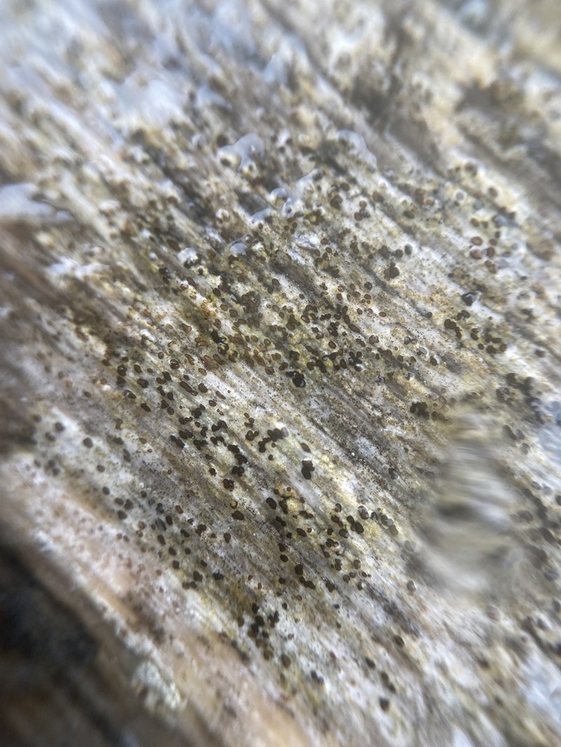 Xylographa Lichen photo 8