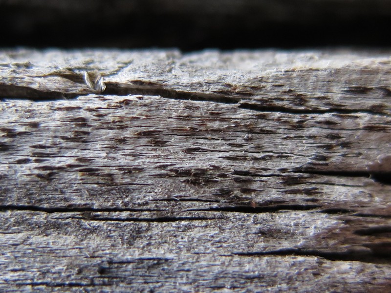 Xylographa parallela photo 2