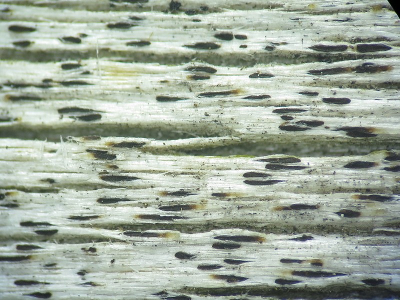 Xylographa parallela photo 3