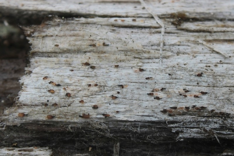Xylographa parallela photo 5
