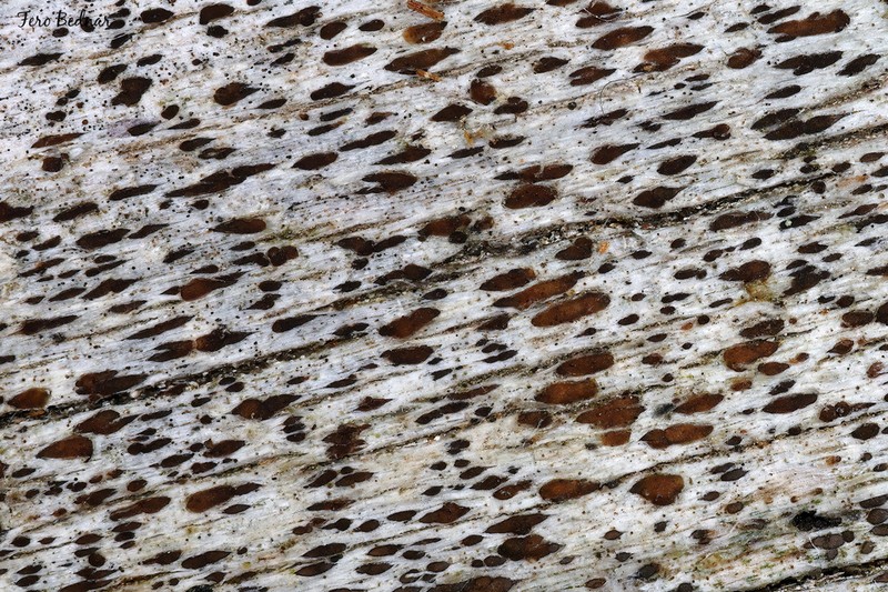 Xylographa parallela photo 6
