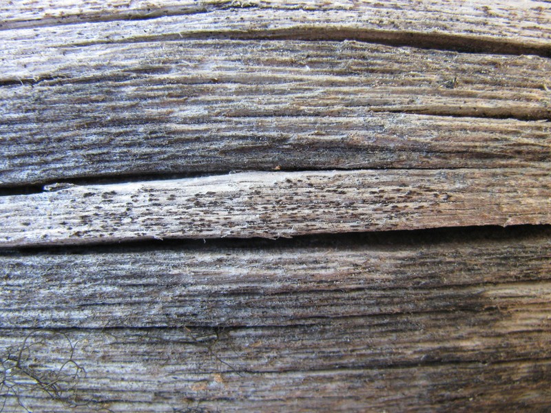 Xylographa parallela photo 7