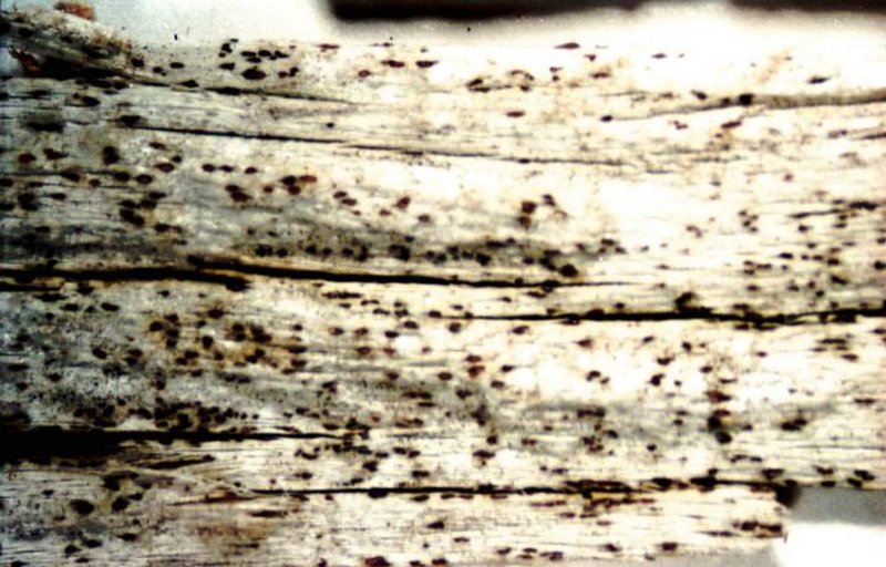 Xylographa parallela