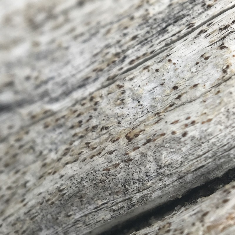 Xylographa trunciseda