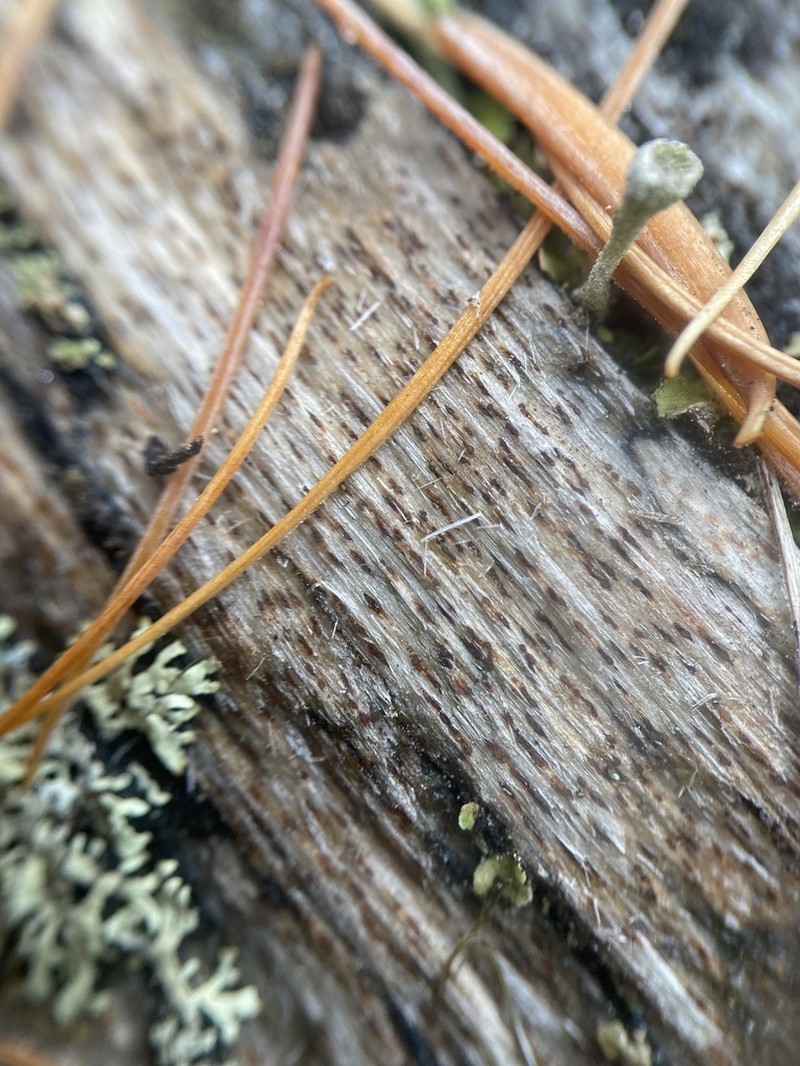 Xylographa trunciseda photo 2