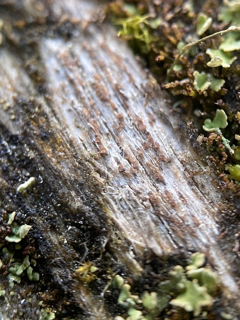 Xylographa trunciseda photo 3