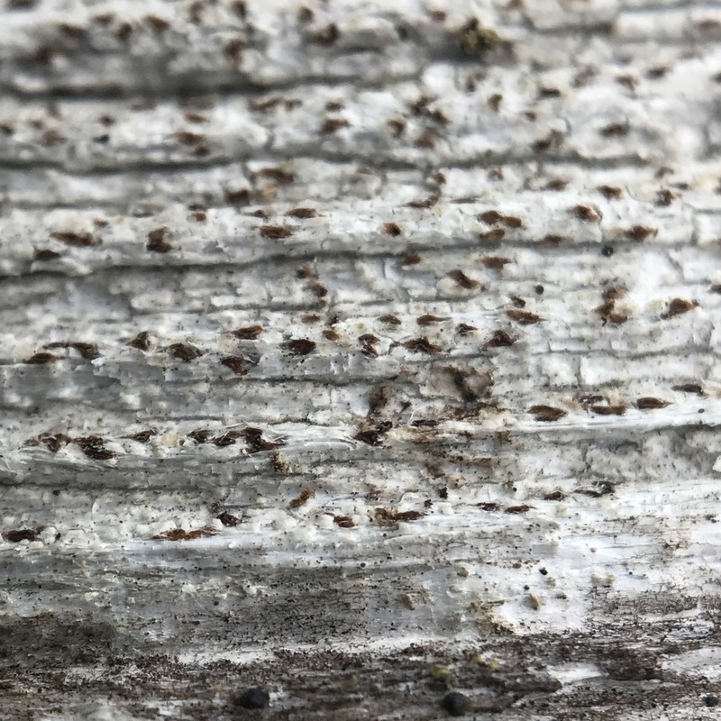 Xylographa trunciseda photo 6