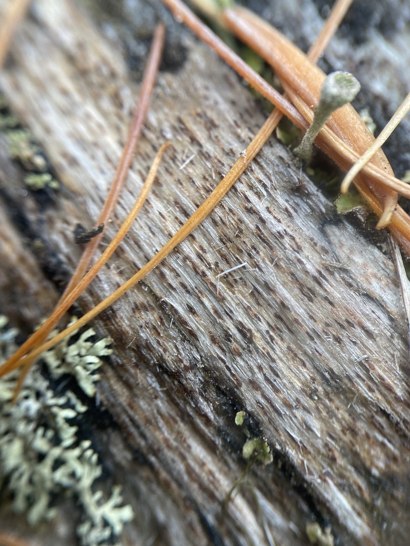 Xylographa trunciseda photo 7