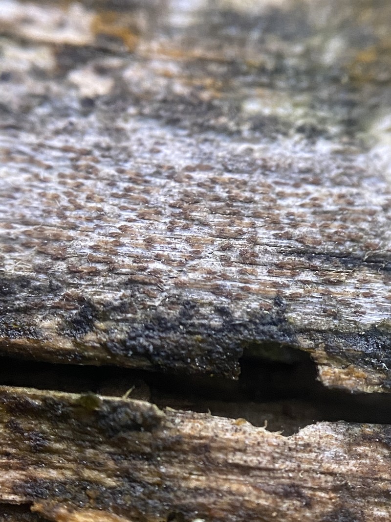 Xylographa trunciseda photo 8
