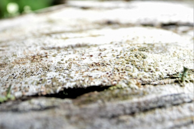 Xylographa Lichen
