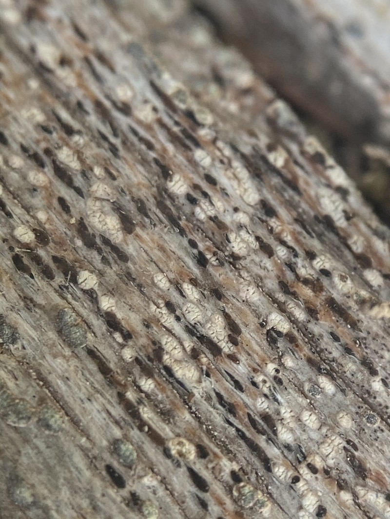 Xylographa Lichen photo 2