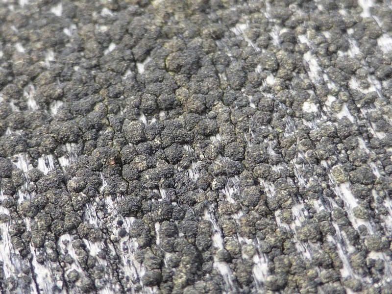 Xylographa Lichen photo 3