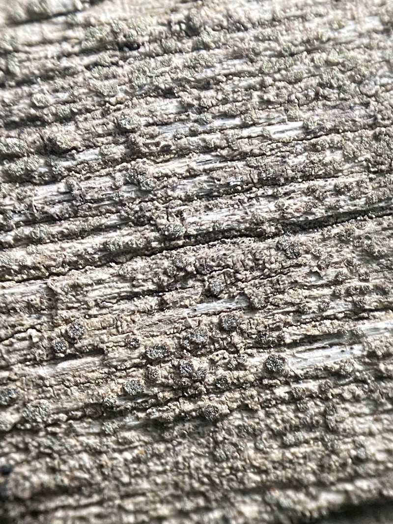 Xylographa Lichen photo 4