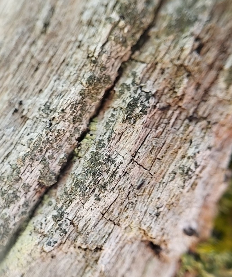 Xylographa Lichen photo 5