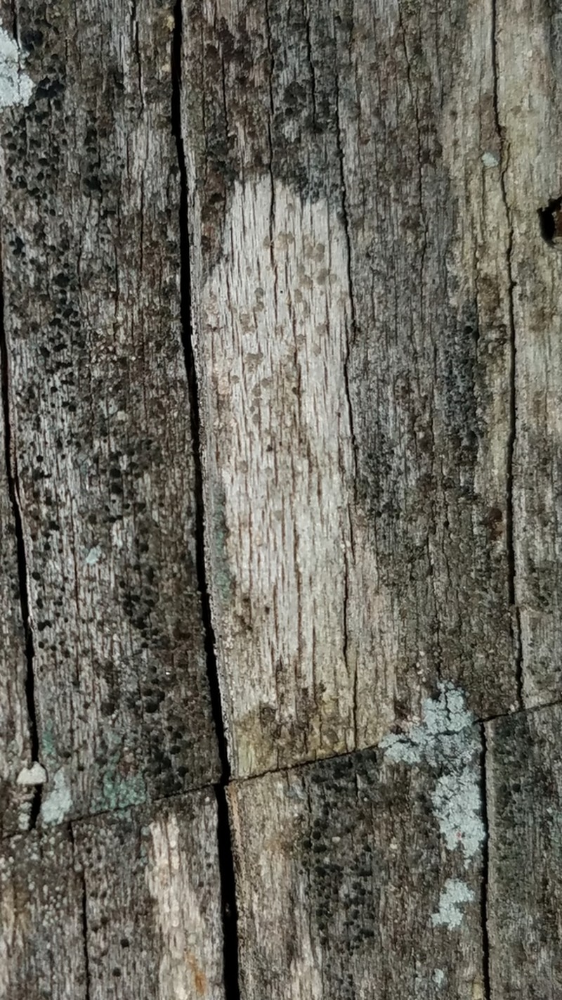 Xylographa Lichen photo 6