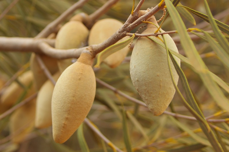 Xylomelum angustifolium