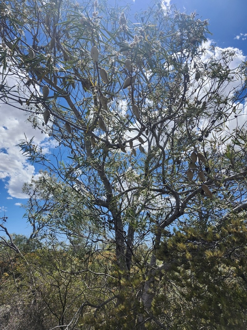 Xylomelum angustifolium photo 2