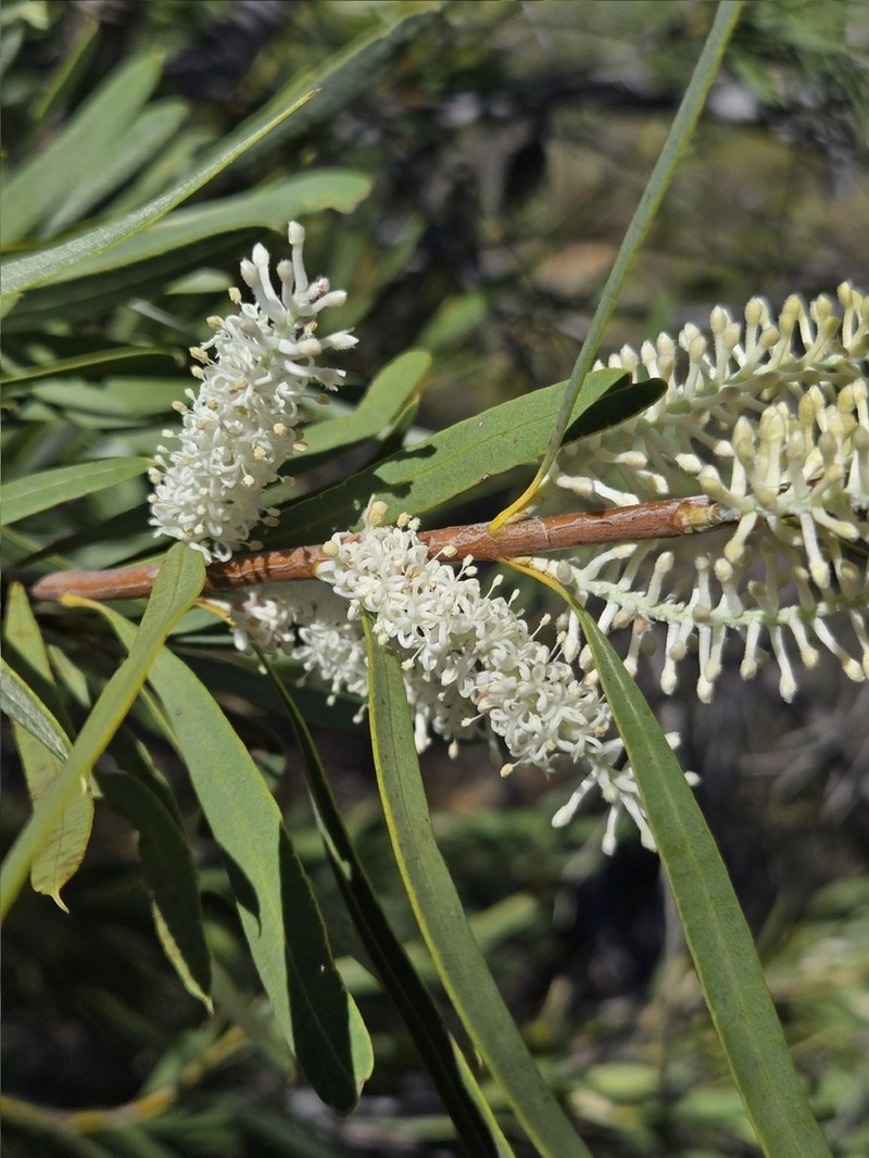 Xylomelum angustifolium photo 3