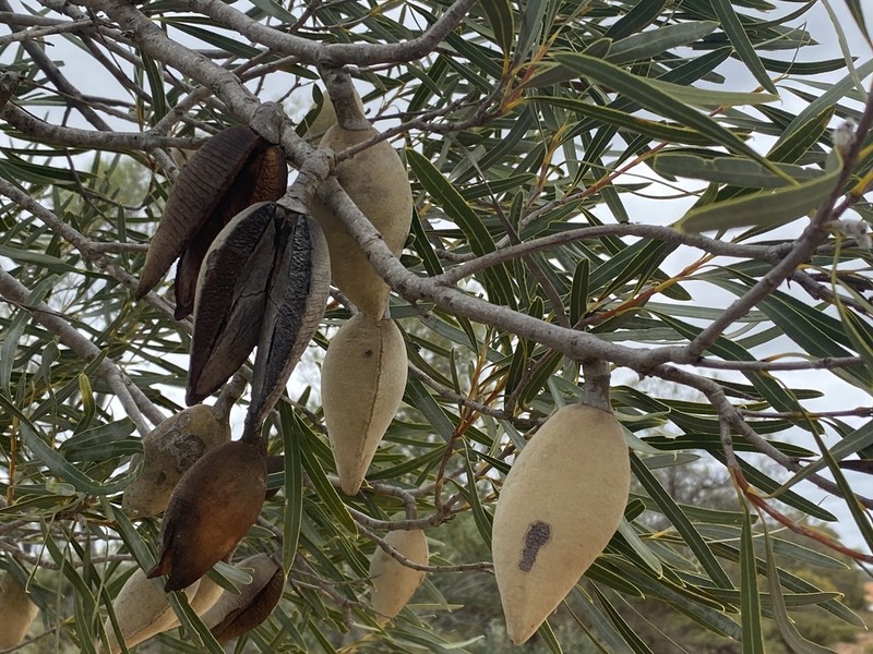 Xylomelum angustifolium photo 4