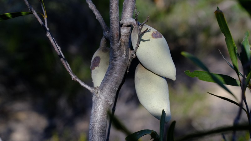 Xylomelum angustifolium photo 5
