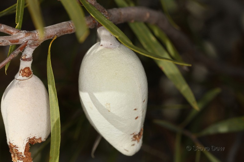 Xylomelum angustifolium photo 6