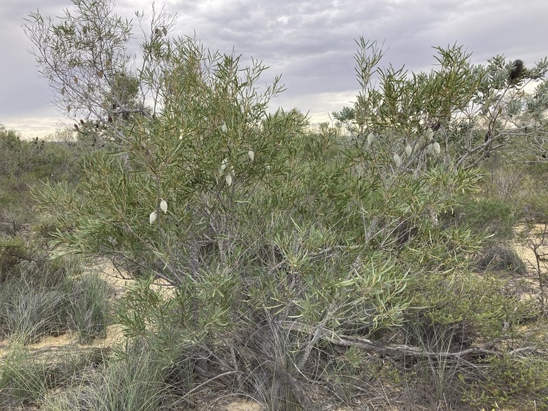 Xylomelum angustifolium photo 7