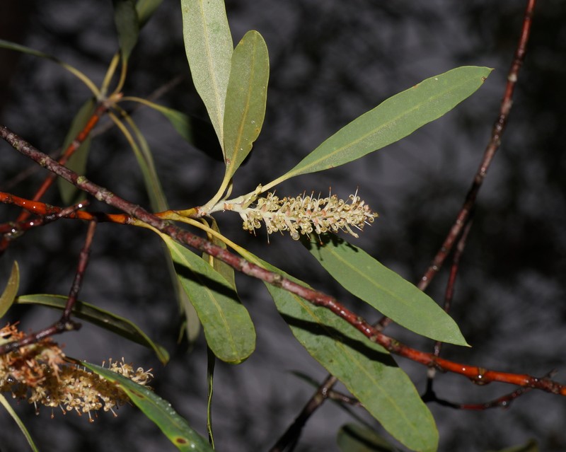Xylomelum cunninghamianum