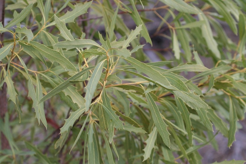 Xylomelum cunninghamianum photo 2