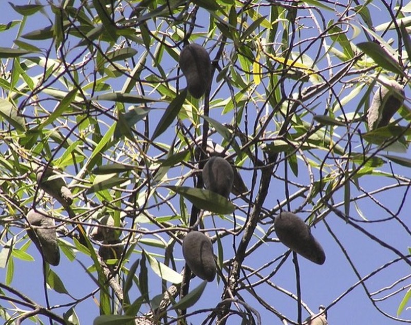 Xylomelum cunninghamianum photo 3