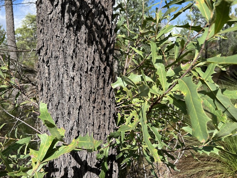 Xylomelum cunninghamianum photo 4