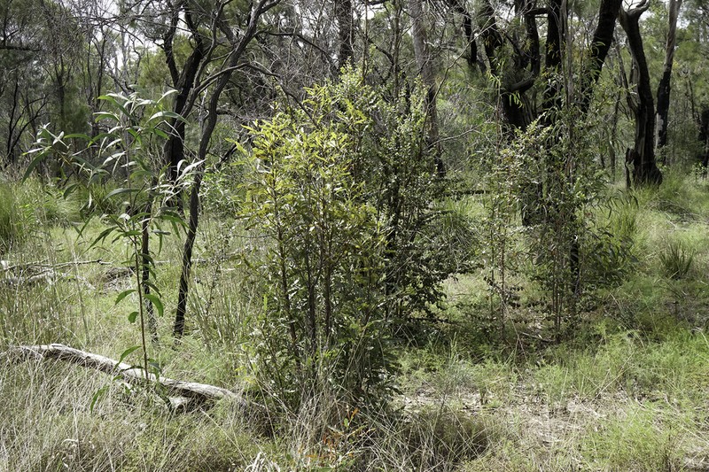 Xylomelum cunninghamianum photo 7