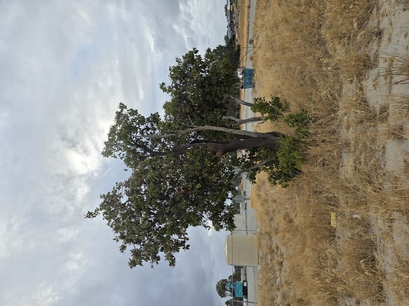 Xylomelum occidentale photo 3
