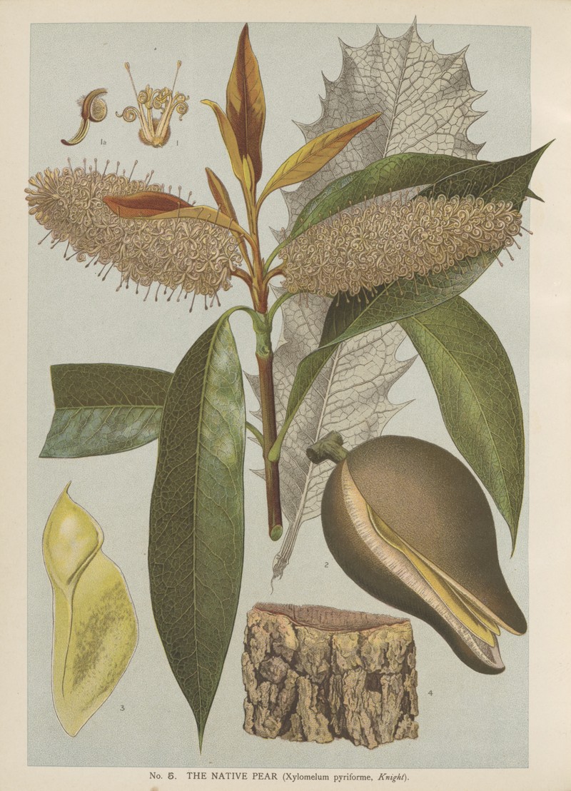 Xylomelum pyriforme