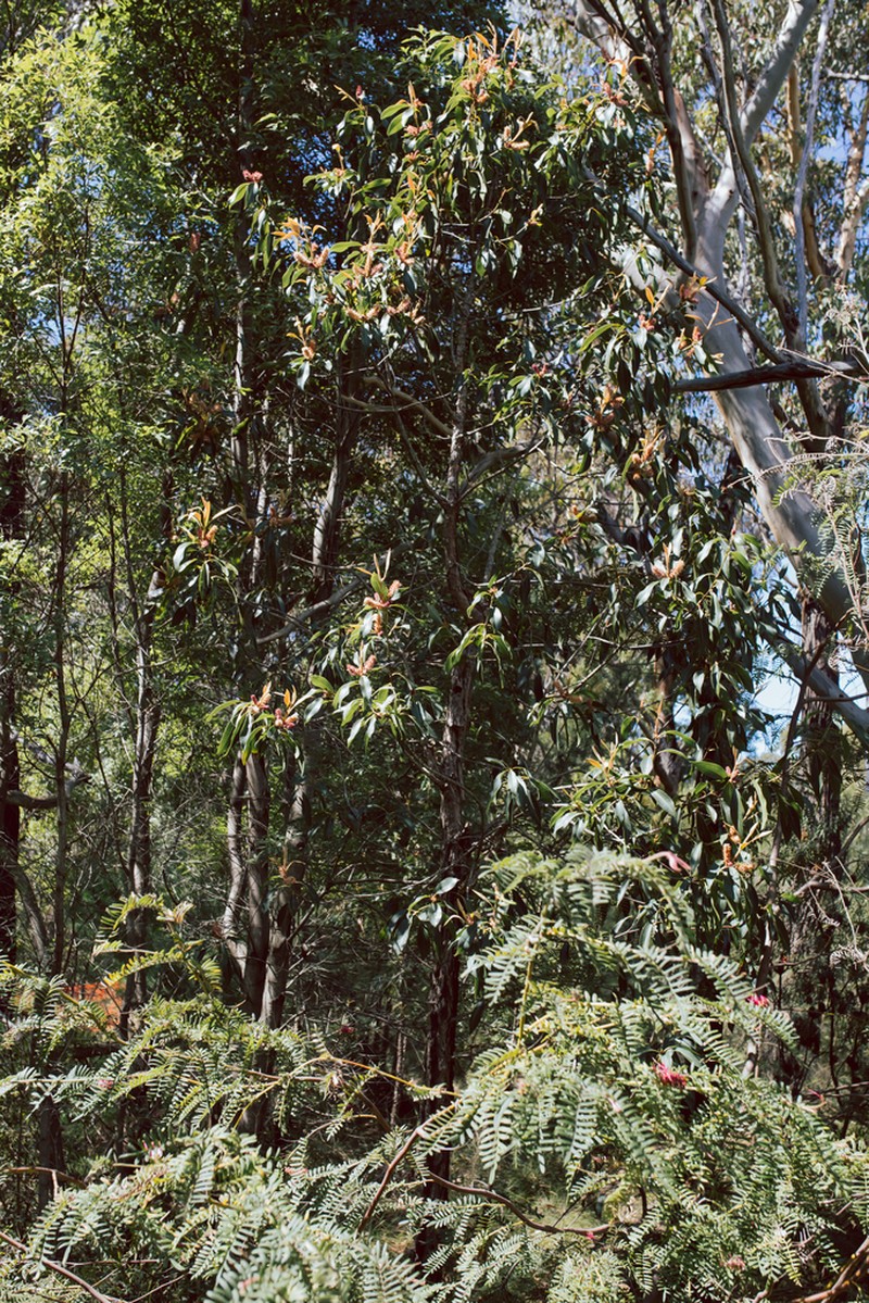 Xylomelum pyriforme photo 8