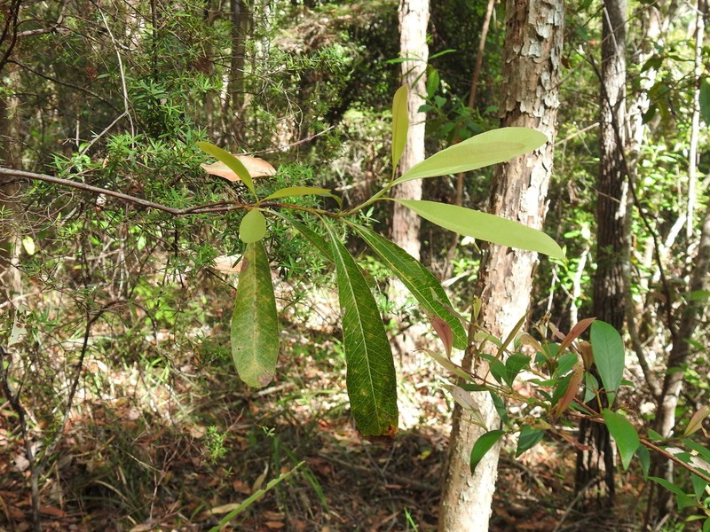 Xylomelum salicinum