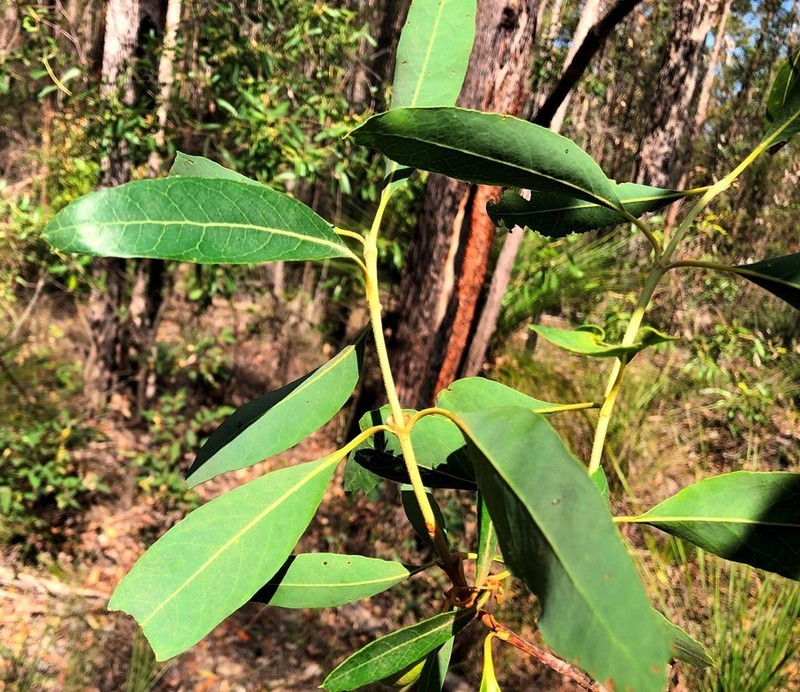Xylomelum salicinum photo 2