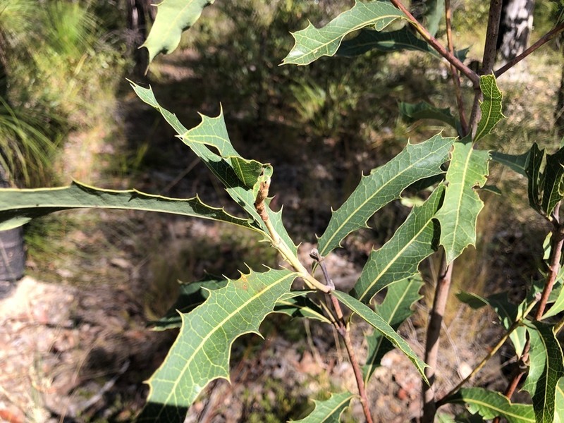 Xylomelum salicinum photo 3
