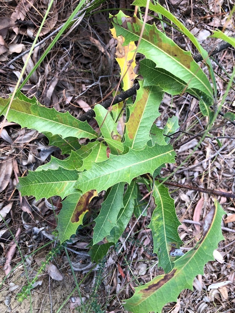 Xylomelum salicinum photo 4