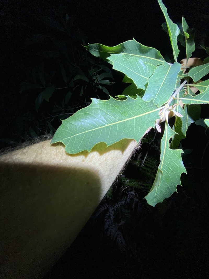 Xylomelum salicinum photo 5